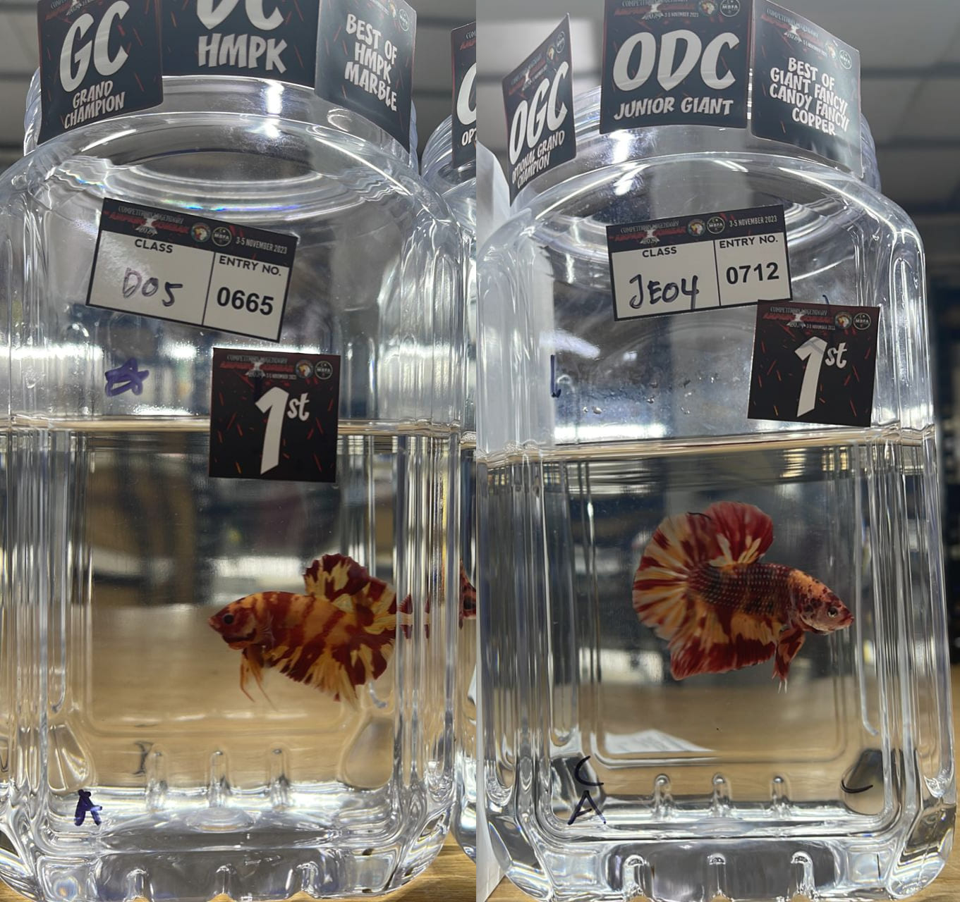 betta
